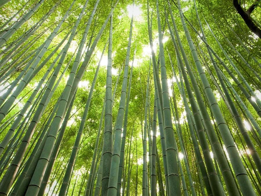 Giant Timber Bamboo Seeds for Planting | Exotic and Fast Growing | Landscaping, Privacy, Indoor or Outdoor (Giant Bamboo)