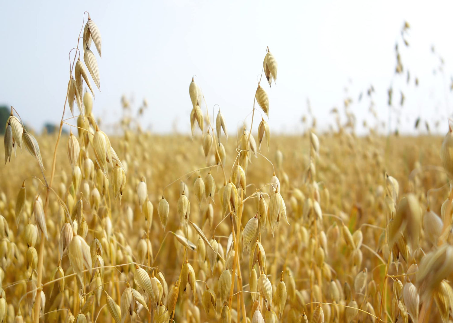 Oats Seeds for Planting - Non-GMO