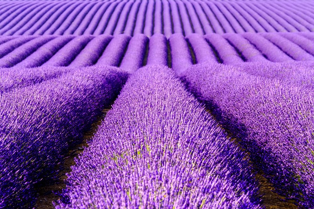 True Lavender English Herb Garden Seed for Planting (500 Seeds)
