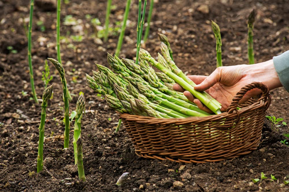 Mary Washington Live Asparagus Bare Root Plants - 2yr Crowns - Can Not Ship to California