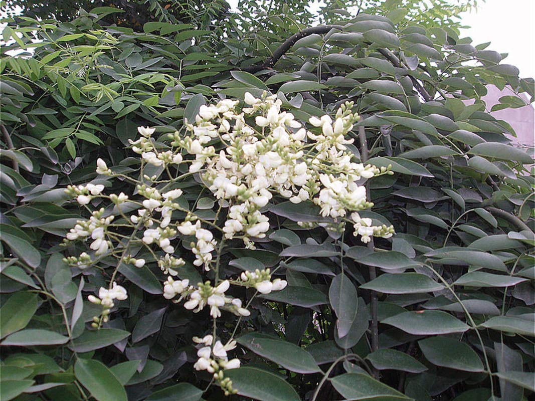 10 Japanese Pagoda Tree Seeds - Styphnolobium japonicum