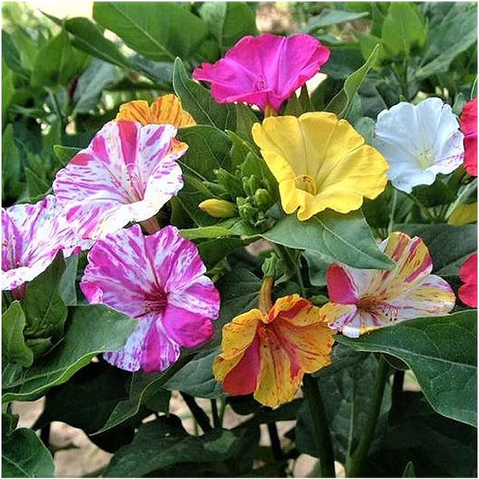 100+ Broken Colors Four O'Clock Seeds - Tender Perennial That Reseeds Easily | Made in USA, Ships from Iowa.
