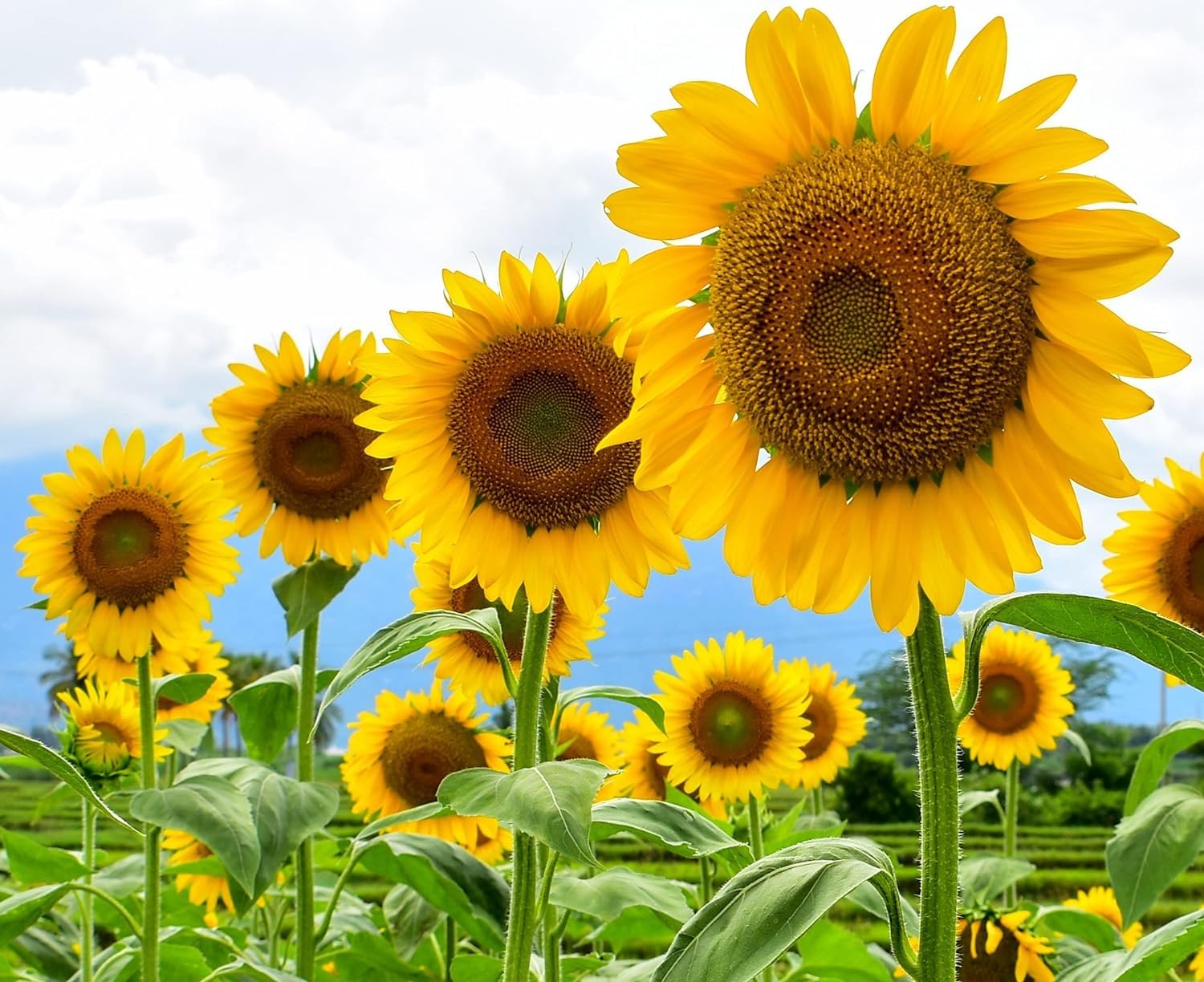Mammoth Sunflower Seeds for Planting - Grow Giant Sunflowers (100 Seeds)