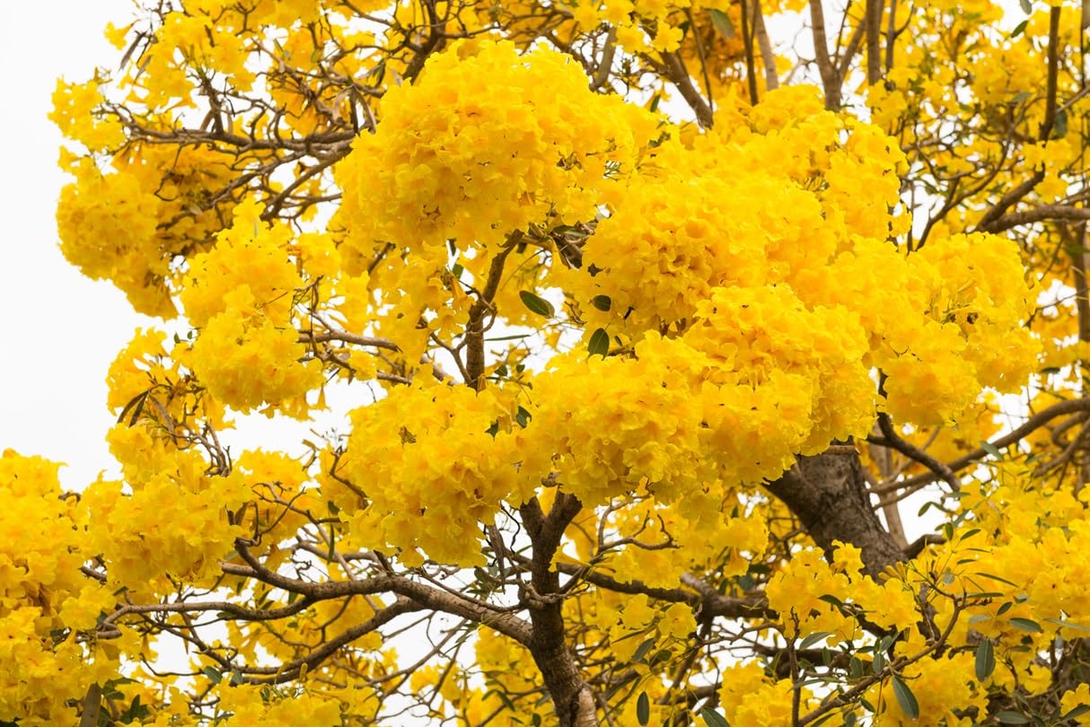 Golden Trumpet Tree Seeds for Planting (10 Seeds) - Stunning Gold Trumpet Shaped Blooms - Tropical Tree - Tabebuia chrysotricha