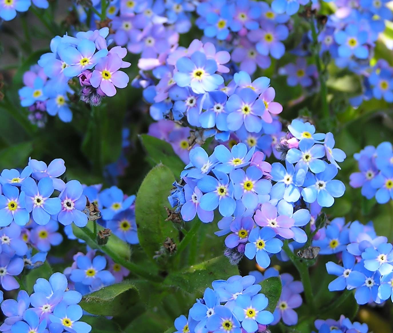 5,000+ Blue Forget Me Not Seeds for Planting | Easy to Grow Wildflower Seeds | Made in USA, Ships from Iowa.