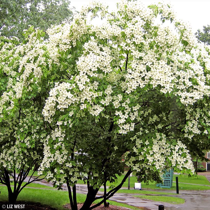 Flowering Kousa Dogwood Seeds for Planting - 40 Seeds - Cornus kousa