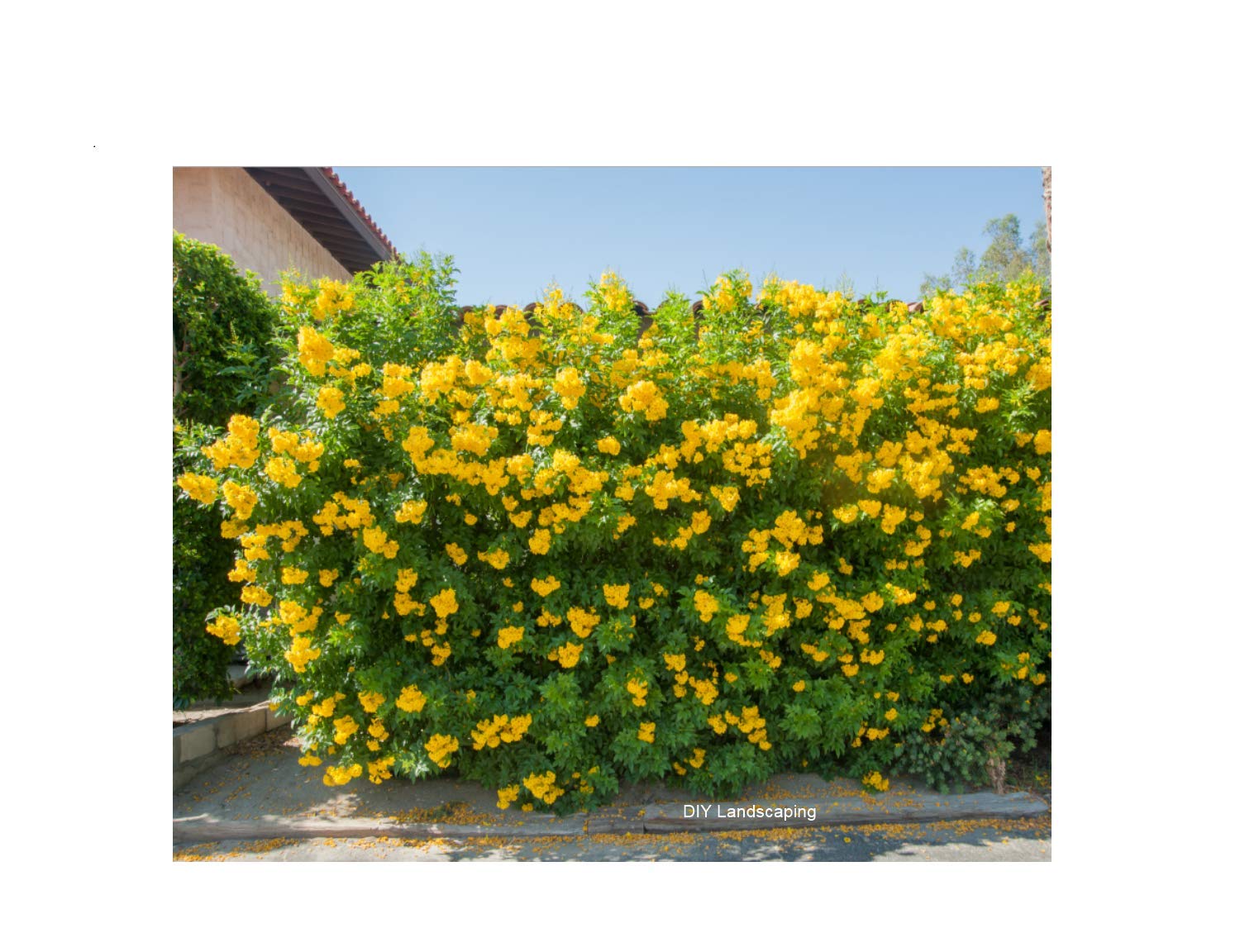 Tecoma Stans, Yellow Elder, Esperanza ,Texas Yellow Bells 25+ FRESH SEEDS