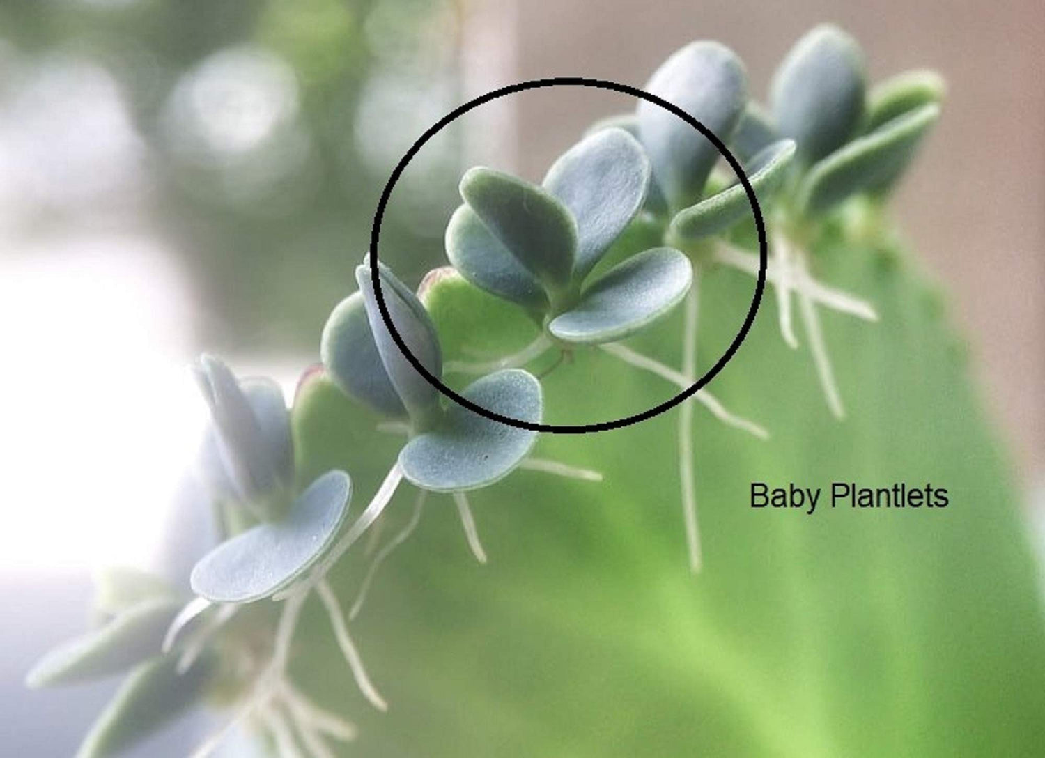 3 Mother of thousands Kalanchoe daigremontiana~mexican hat plant succulent