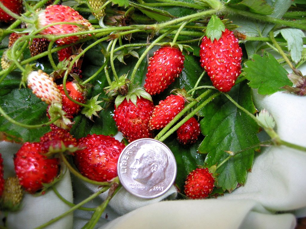 100 ALPINE STRAWBERRY Fragaria Vesca Fruit White Flower Seeds