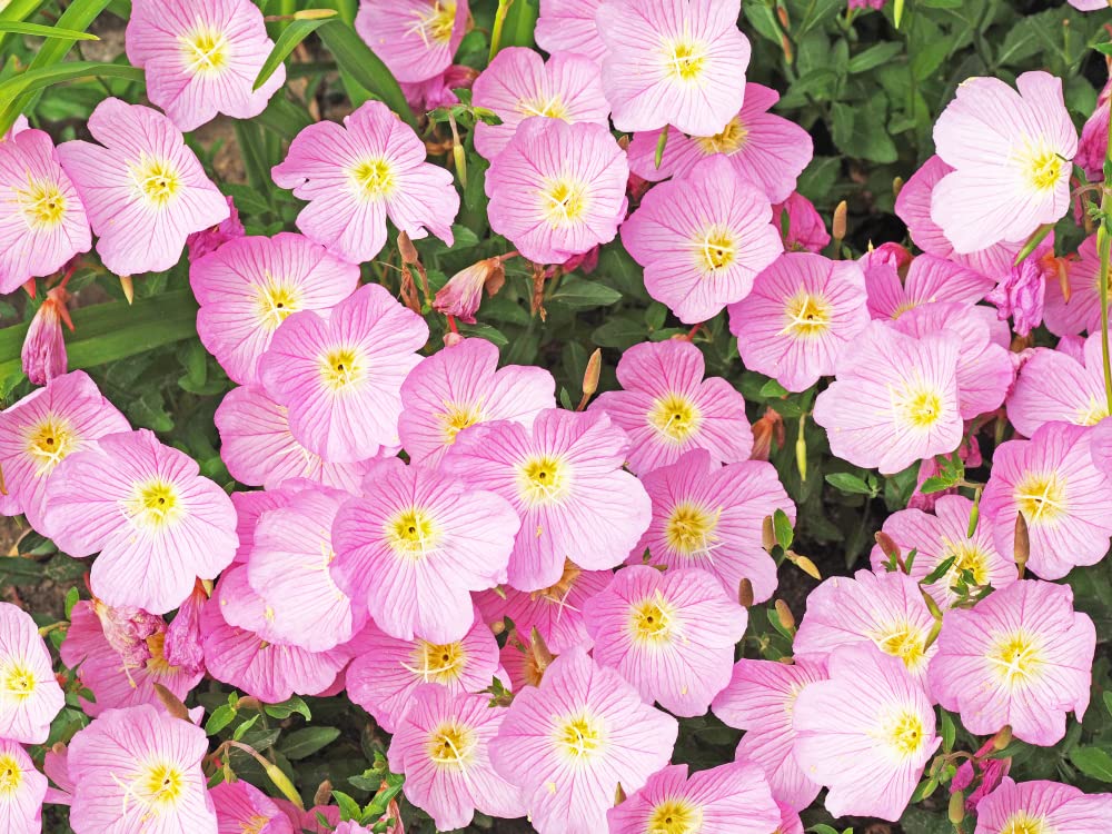 Showy Evening Primrose Seeds for Planting (200 Seeds) - Easy to Grow