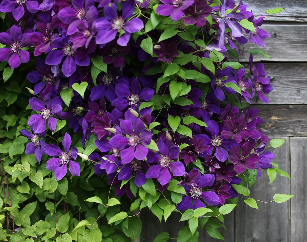 Purple Clematis Seeds for Planting (10 Seeds) - Clematis occidentalis VAR. occidentalis
