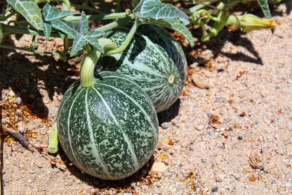 10 Rare Silver Fox Melon Seeds - Bright Striped Melon, Compact Vines - 60-70 Days till Ripe - Grows in Shade or Full Sun
