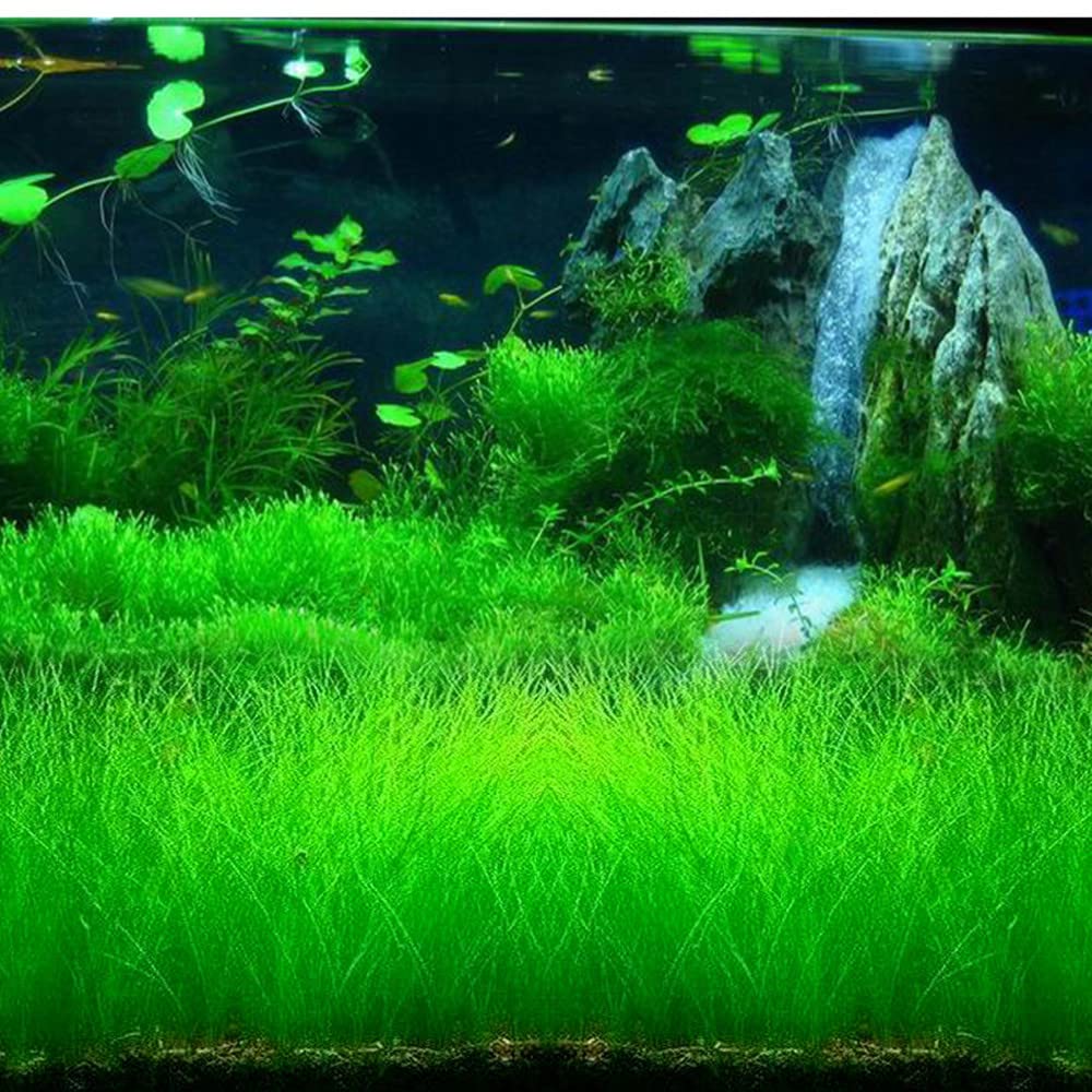 2 Pack Aquarium Grass Plants Seeds Water Plant Seeds, 0.35oz/Pack Water Grass Seed for Fish Tank Decoration, Creates Lush Green Carpet Plant