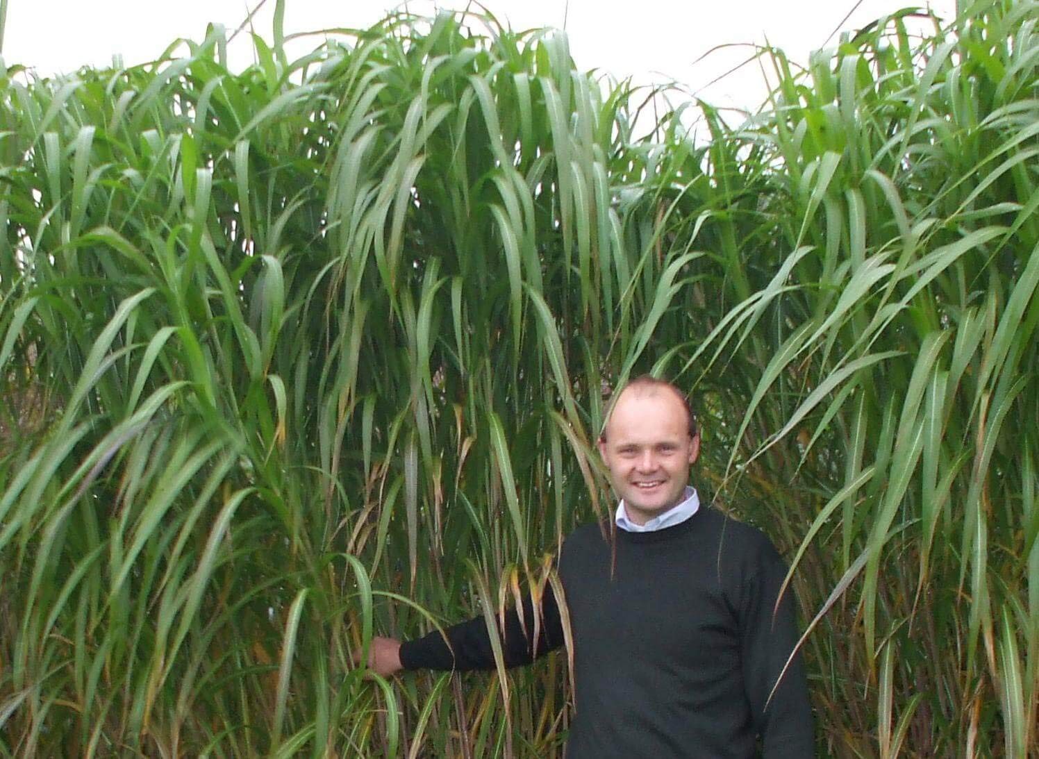 Giant Skyscraper Grass Seeds - 100 Seeds - Tallest Grass on The Earth - Ships from Iowa, Made in USA