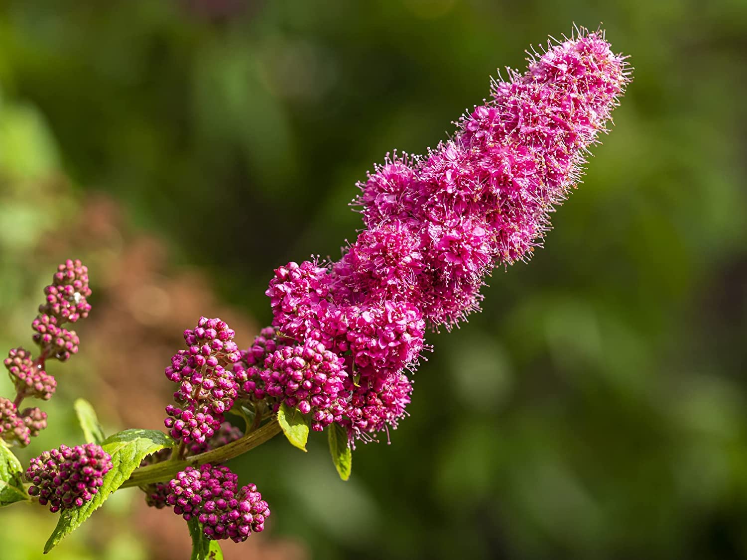 Steeple Bush Flower Seeds for Planting (100 Seeds) Stunning Tall Pink Steeple Shaped Blooms - Spiraea douglasii
