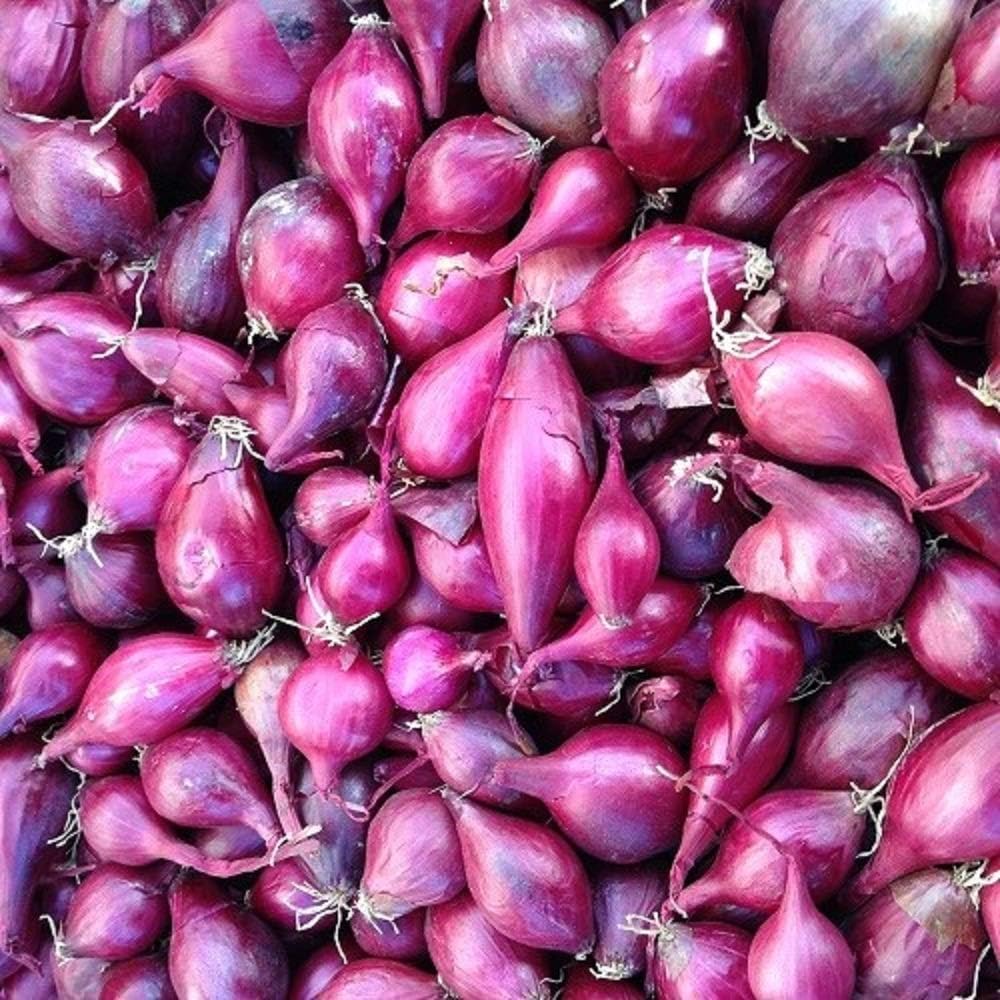 Red Onion Sets for Planting - Easy to Grow Garden Vegetables