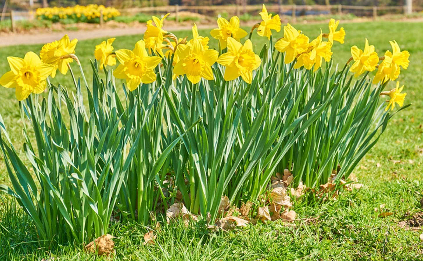 25 Yellow Daffodil Bulbs - Narcissus Large Giant Bulbs - Ships from Iowa, USA