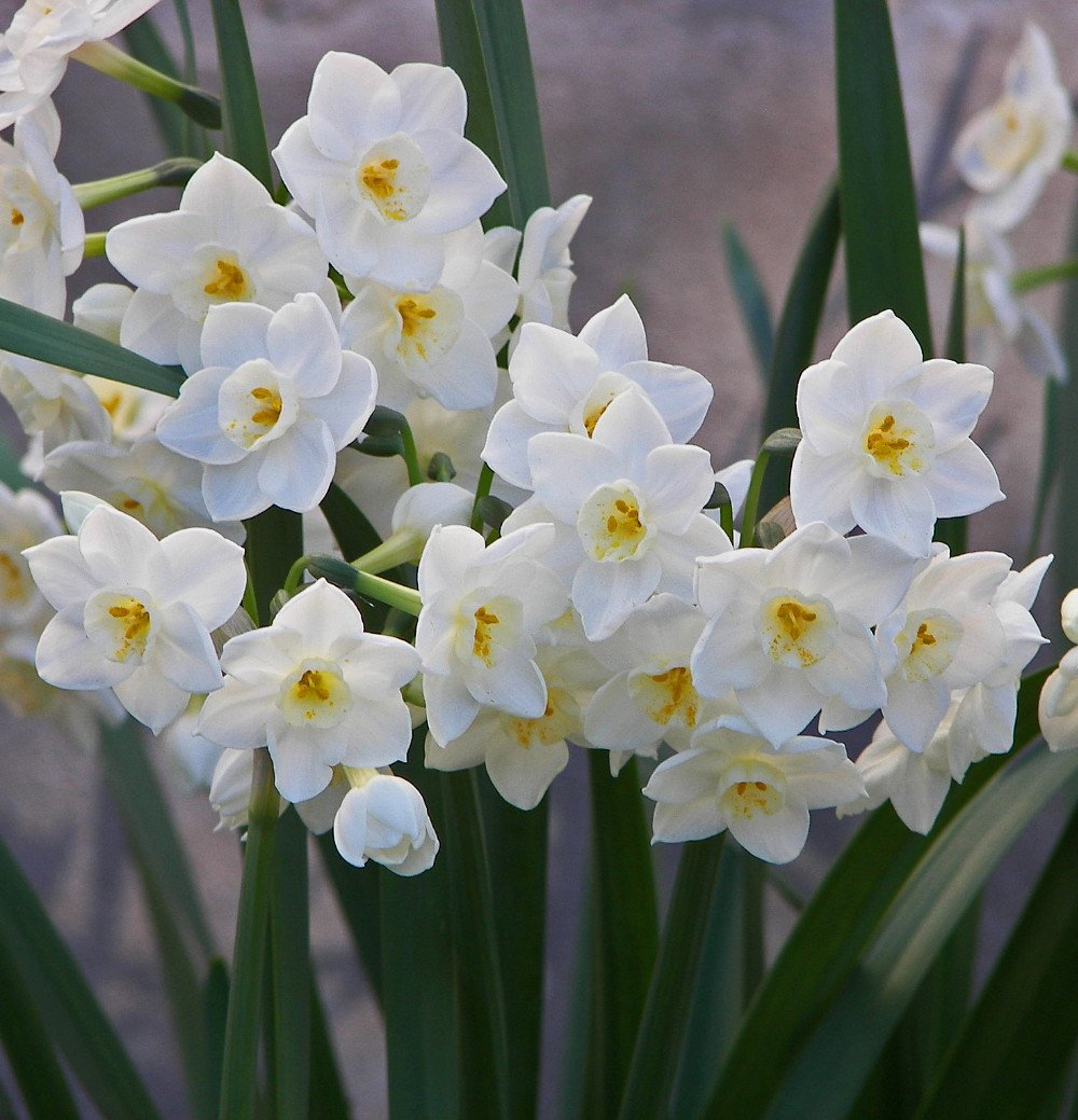 Ziva Paperwhite Narcissus - 5 Bulbs - 15/16 cm Bulbs - Indoor/Very Fragrant