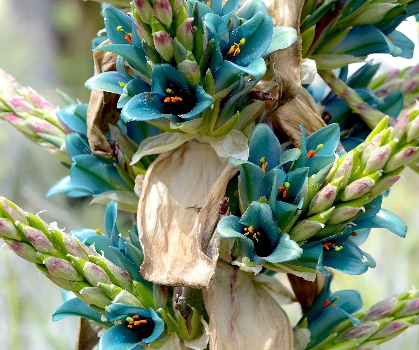 15 Sapphire Tower Seeds for Planting - Grow Rare and Hard to Find PUYA