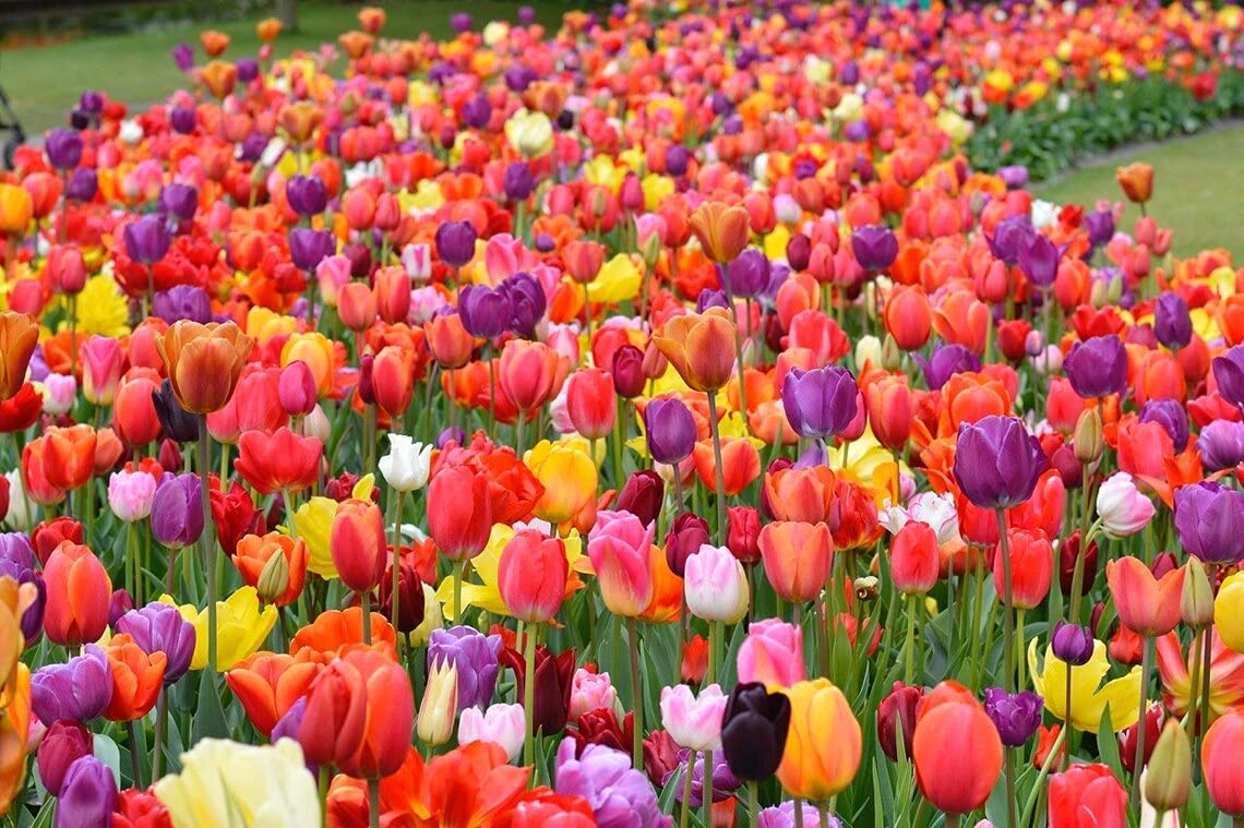 Tulip Bulbs for Fall Planting | Mixed Perennial Flower Tulip Bulbs | Zones 3-8 | Bulb Size 10/11cm | 25 Bulbs