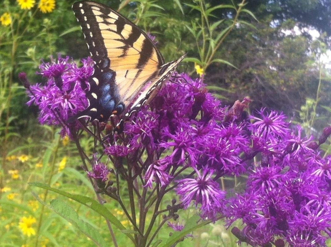 Common Ironweed Seeds - Deep Purple-red Wildflowers Glow in Late Summer Wow(100 - Seeds)