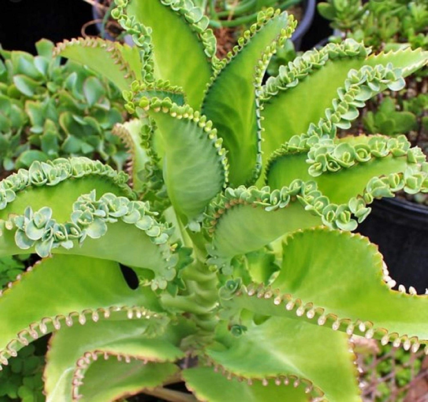 3 Mother of thousands Kalanchoe daigremontiana~mexican hat plant succulent