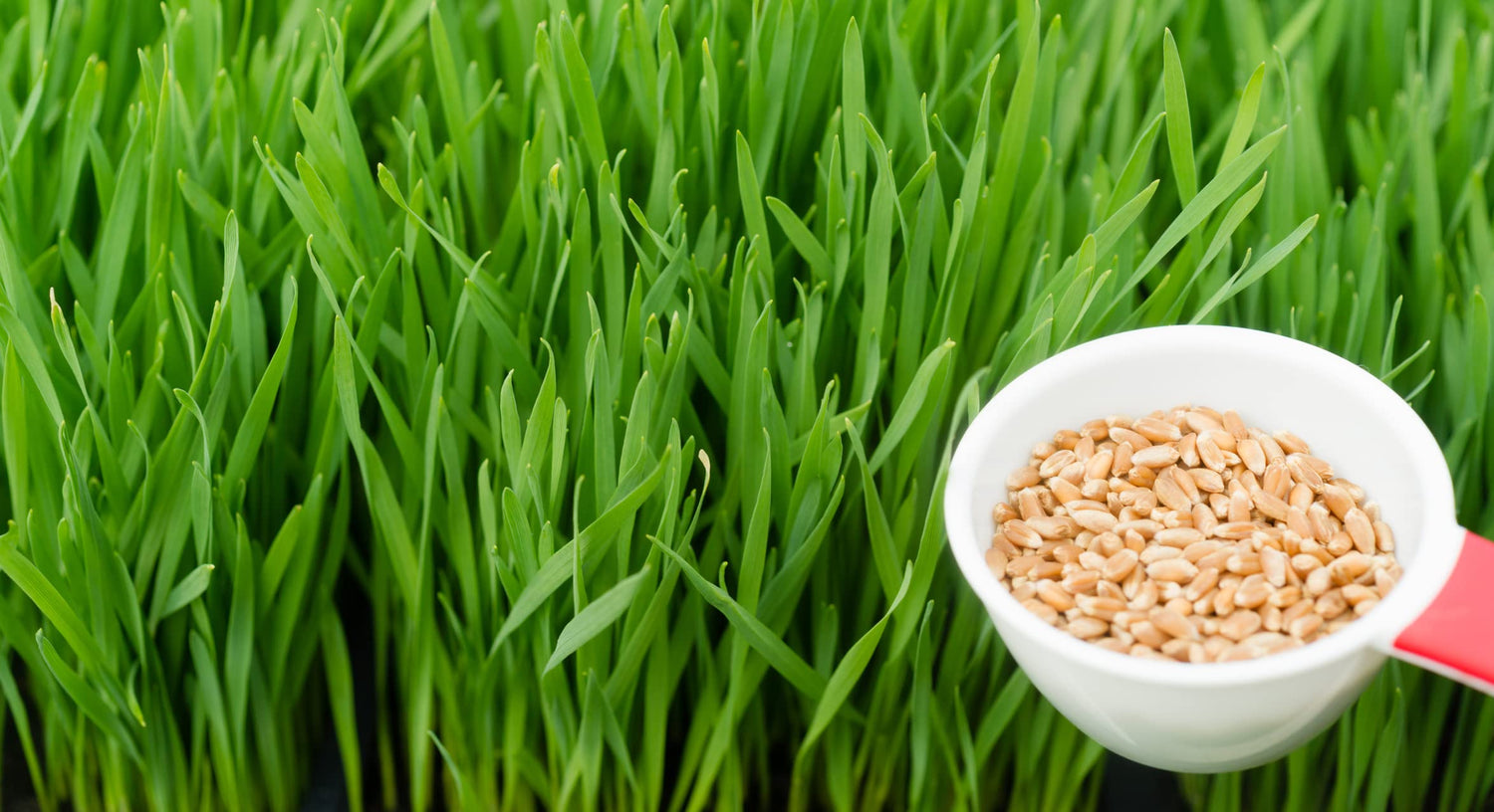 Wheatgrass Seeds; Hard Red Winter Wheat, Non-GMO, Chemical Free, High Germination