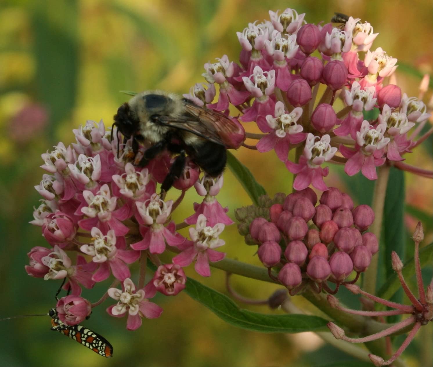 VANCEFELKEL Swamp Milkweed Seeds for Monarch Butterflies 200 Pcs Swamp Milkweed Seeds for Planting (Asclepias Incarnata)