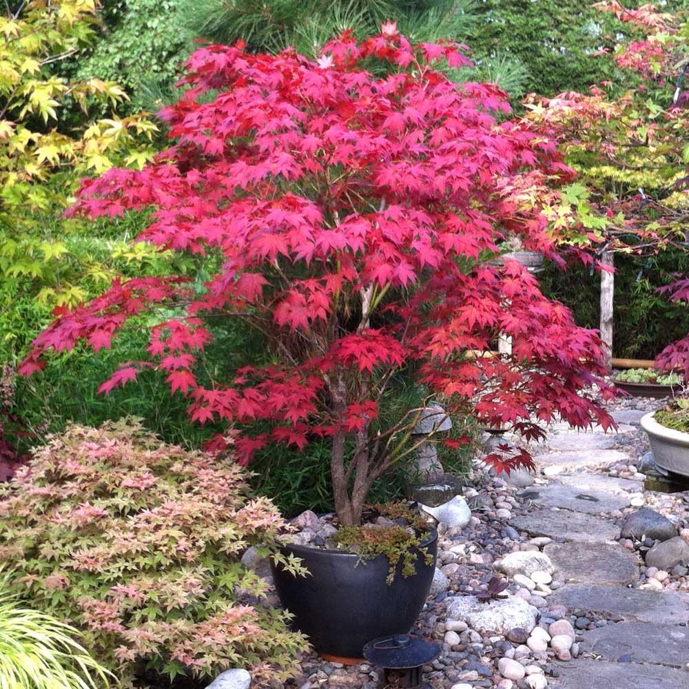 30pcs Red Japanese Maple Tree Seeds Acer Palmatum Atropurpureum