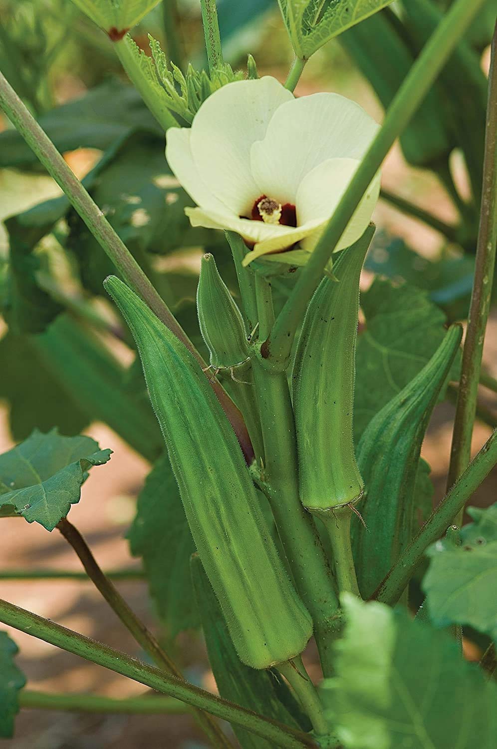 Spineless Okra Seeds 250 Seeds - Made in USA, Ships from Iowa.