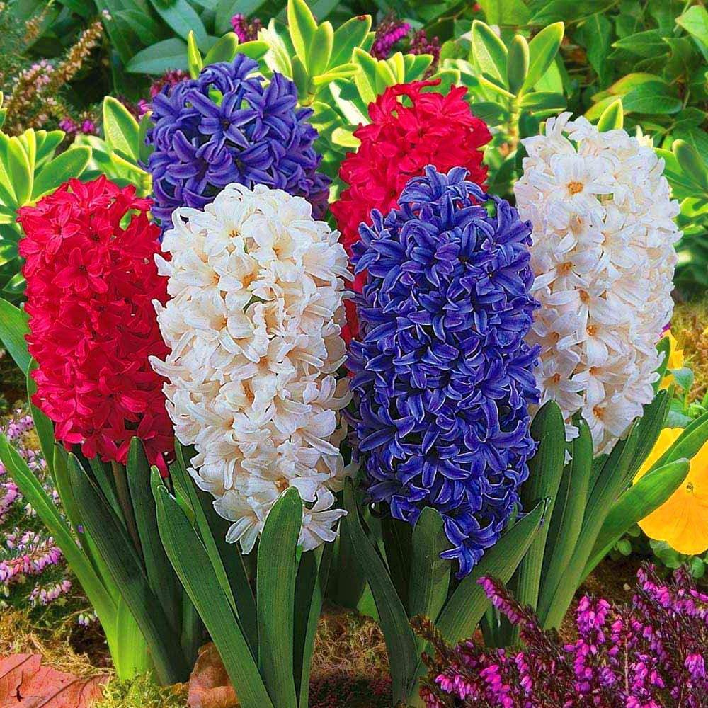 Crystal Live Green Gardening Rare Variety Hyacinth Imported Flower Bulbs (Multicolour) - Pack of 5 Bulbs