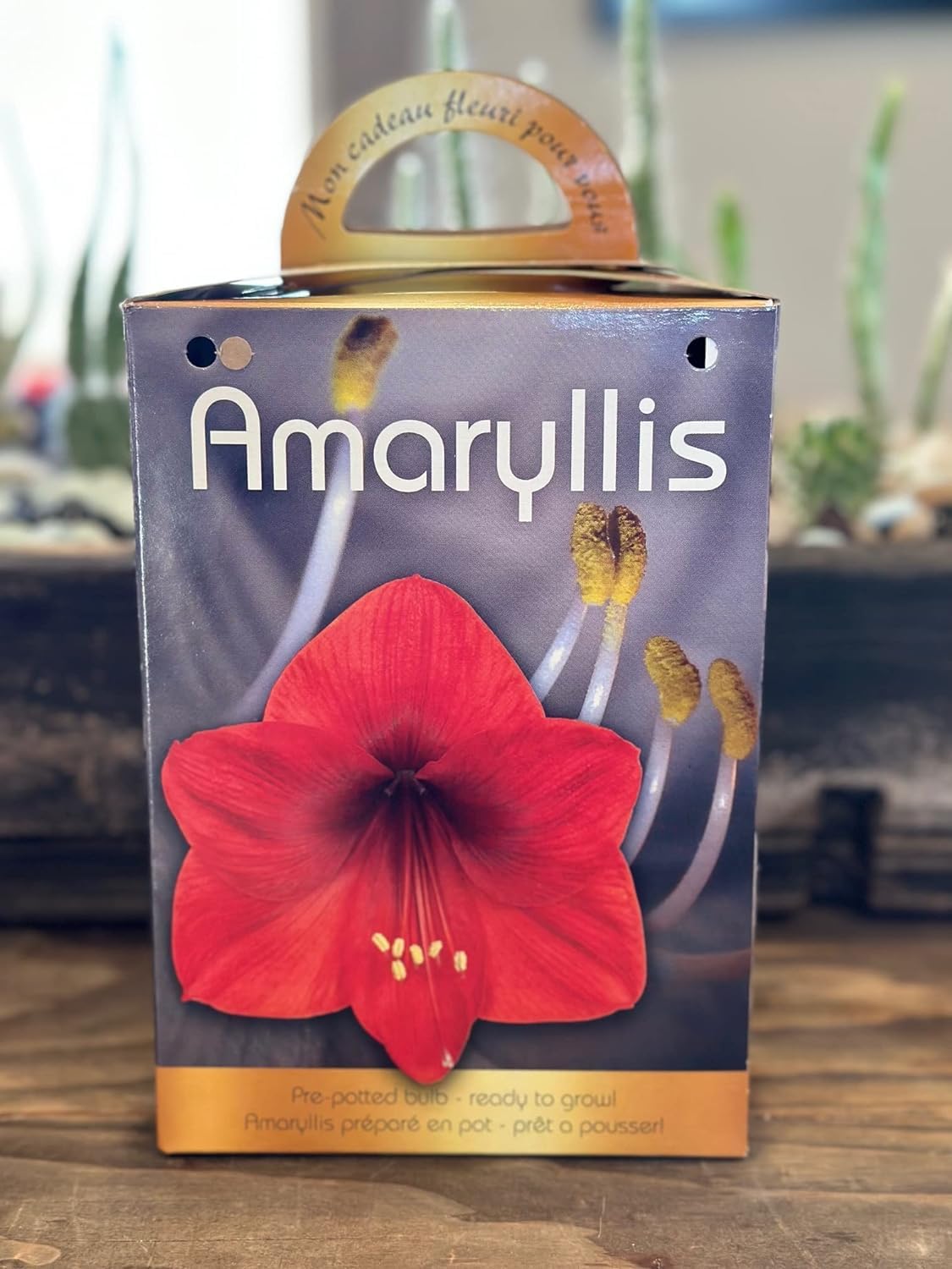 Amaryllis Grow Kit - Pre Potted Amaryllis Bulb in Gift Box - Live Plant