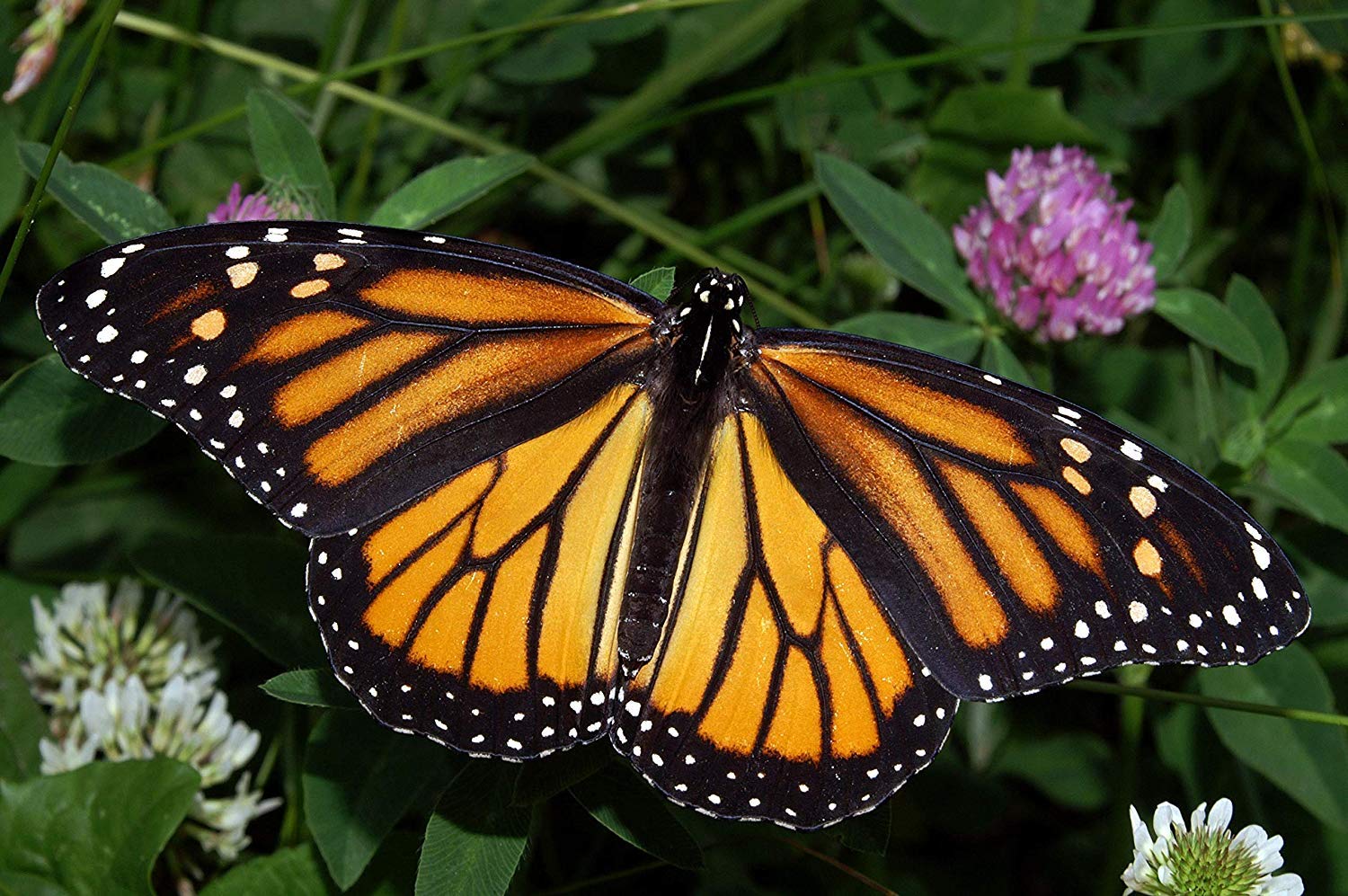 Monarch Butterfly Garden Kit -28 Species of Perennial Milkweed and Wildflower Seeds - If You Grow it Monarchs Will Come - Kids STEM Project - Create a Beautiful Garden Full of Butterflies