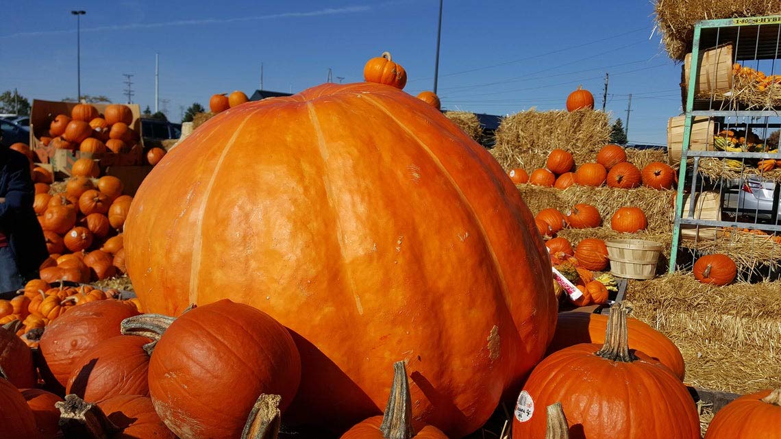 Biggest Pumpkin in The World | 10 Seeds | Grow Atlantic Giant Pumpkins
