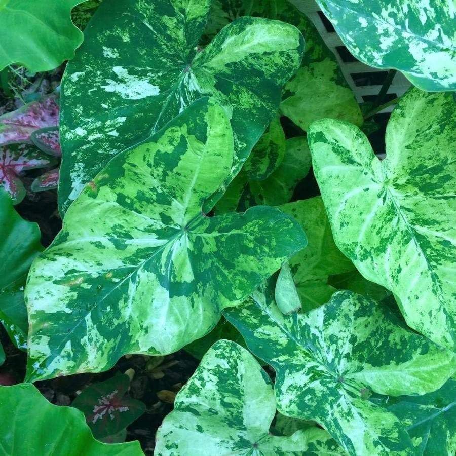 Lee Stokes Caladium Bulbs for Planting - Perennial Hosta, Elephant Ears, Fancy