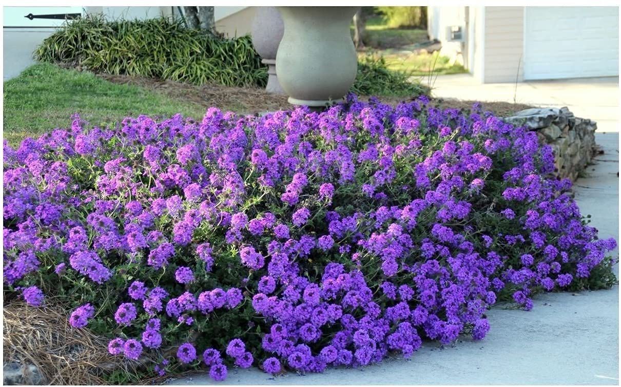 Purple Moss Verbena Seeds | 100 Seeds | Stunning Groundcover with Purple Blooms