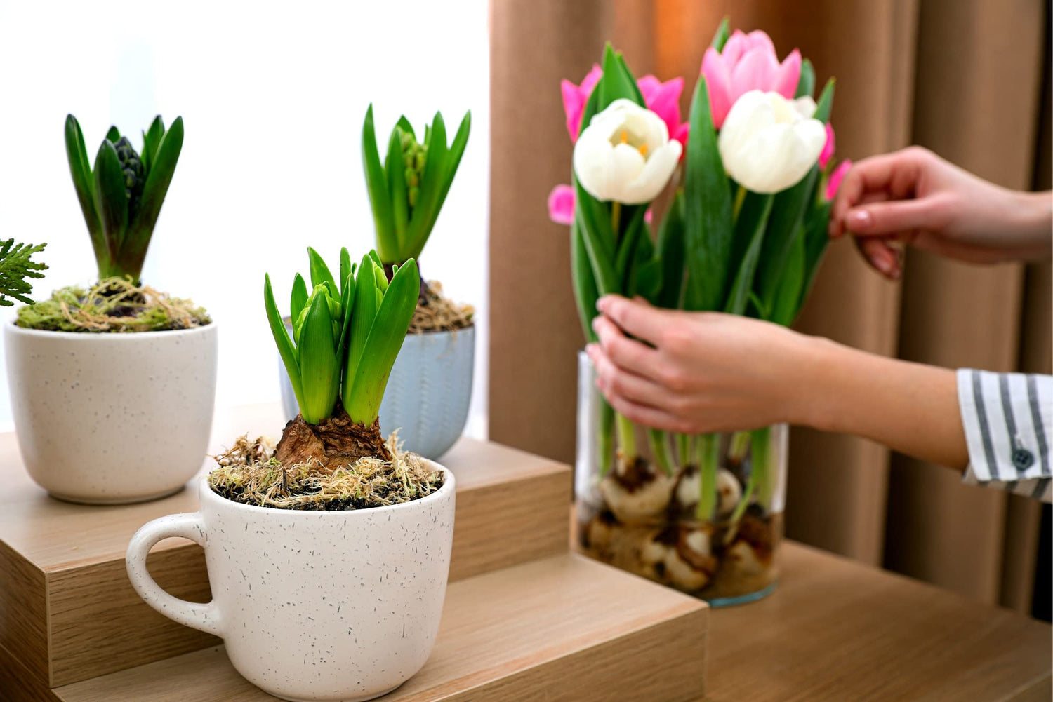 20 Indoor Tulip Bulbs - Grow Indoors in Just Water - Mixed Color -Have Blooms in a Few Weeks