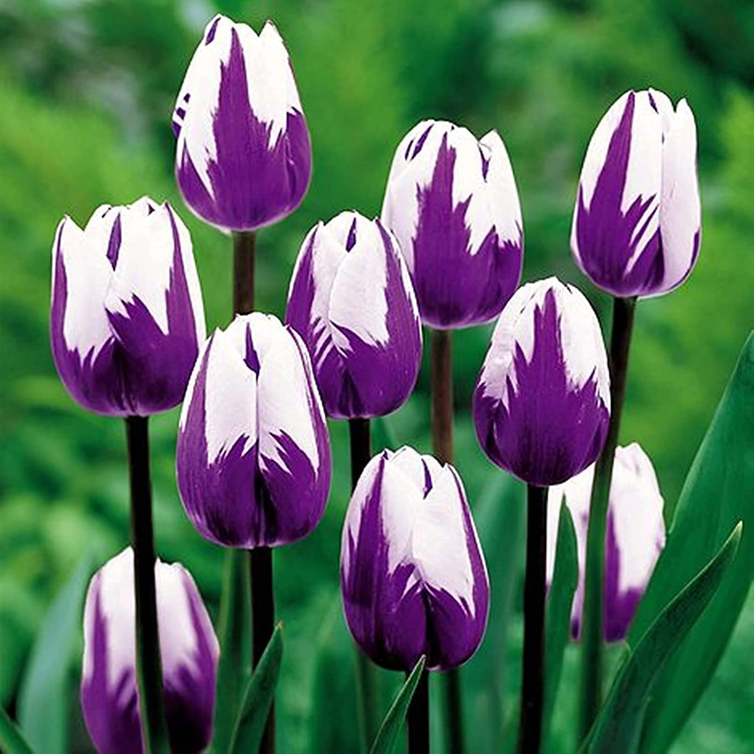10 Purple and White Tulip Bulbs for Forcing Indoors - Easy to Grow