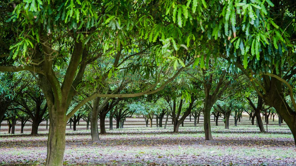 5 Macadamia Nut Tree Seeds - Macadamia integrifolia - Ships from Iowa, USA