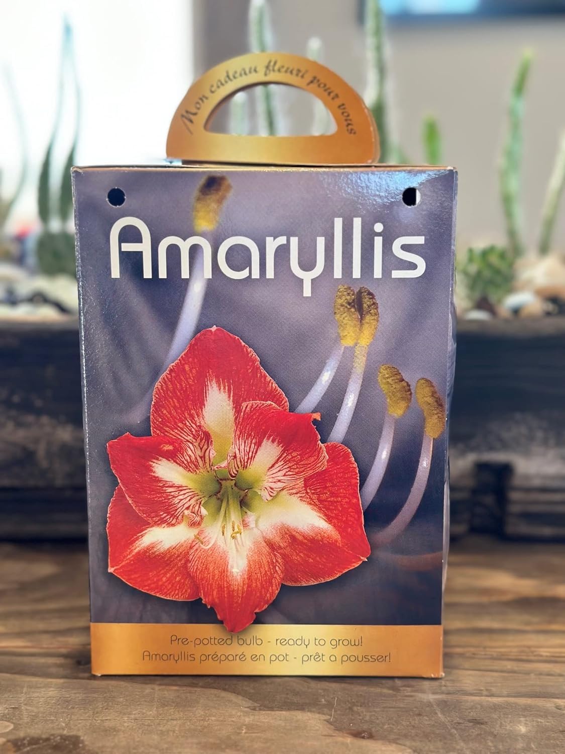 Amaryllis Grow Kit - Pre Potted Amaryllis Bulb in Gift Box - Live Plant