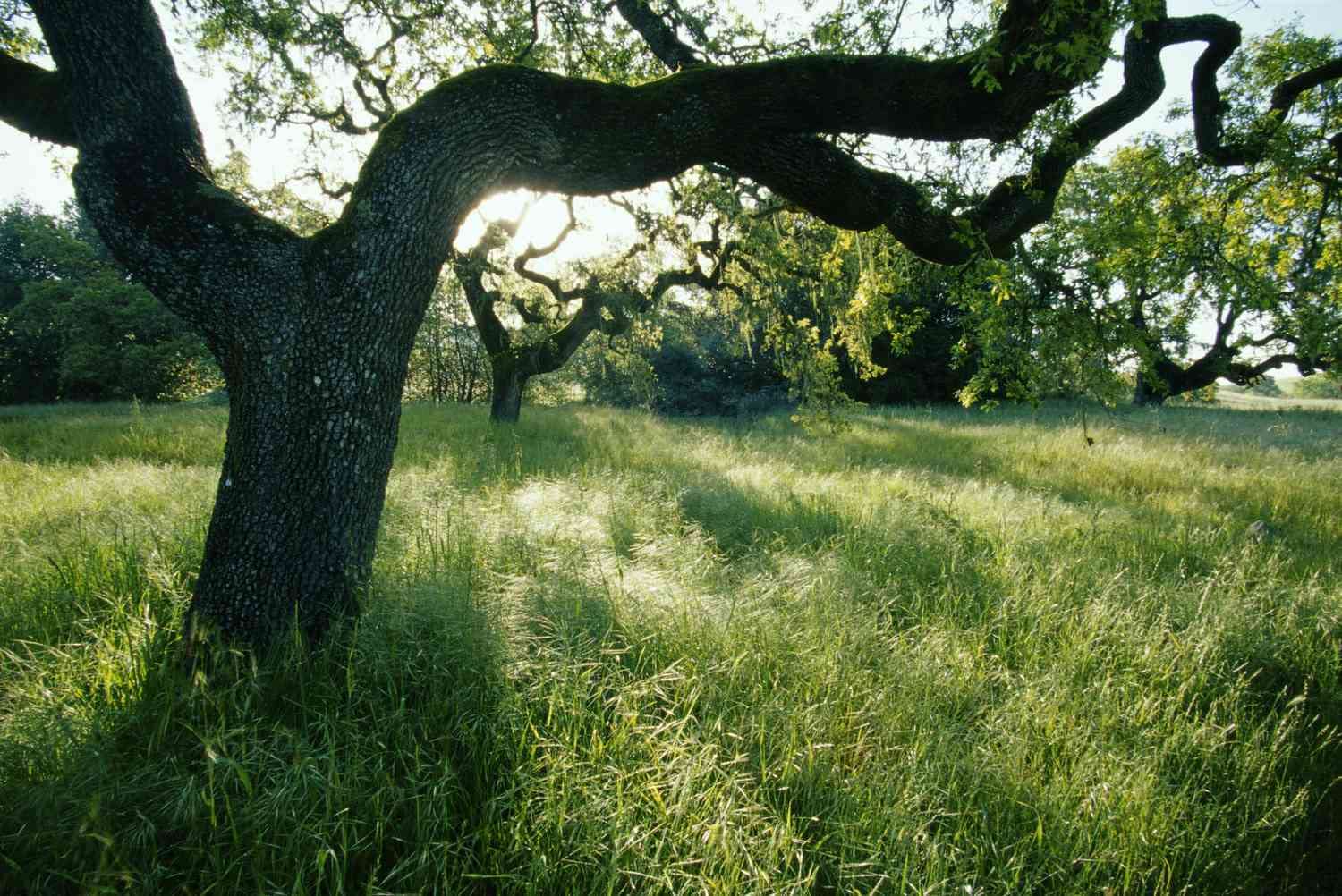 Black Oak Tree Seedlings for Planting | Quercus Velutina | No Ship to California