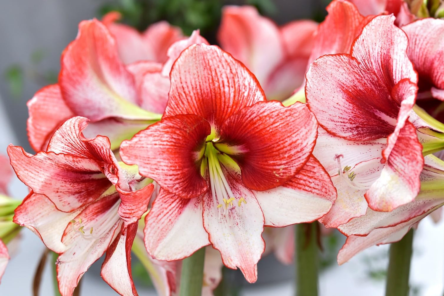 Red and White Striped Amaryllis Bulb for Planting - Easy to Grow - Indoor/Outdoor - Stunning Orange Amaryllis (3 Bulbs)