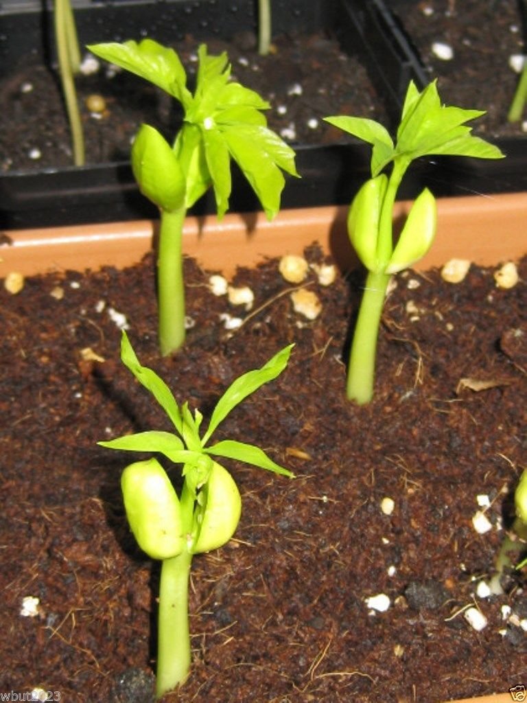 10 Seeds Moringa Seeds-drumstick Tree, Tree of Life or the Miracles Tree-moringa Oleifera