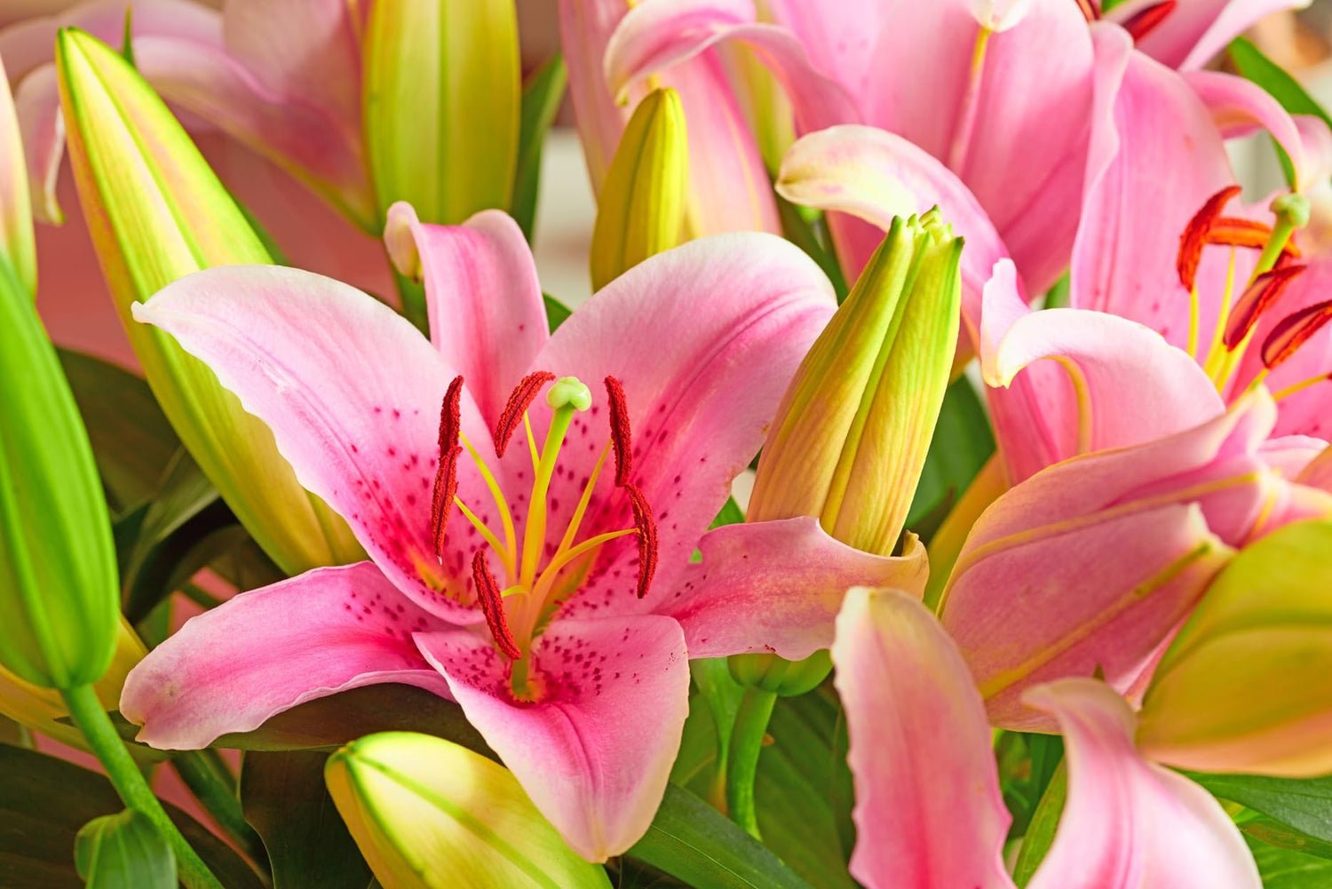 Pink Passion Lily Bulbs for Planting - Perennial Lilium Bulbs