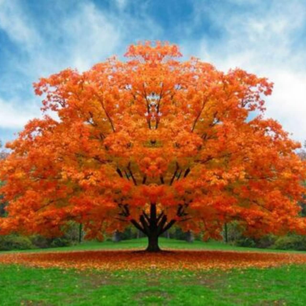 White Oak Trees for Planting | Live Tree Seedlings | No Ship to California