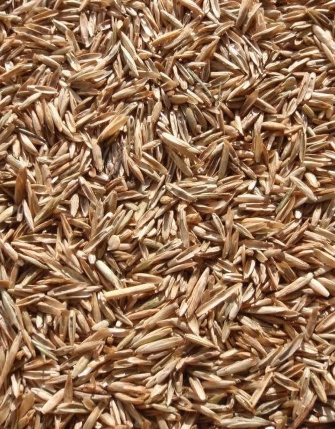 5 Pounds Perennial Ryegrass Seeds for Planting - Premium Quality Rye Grass Seed