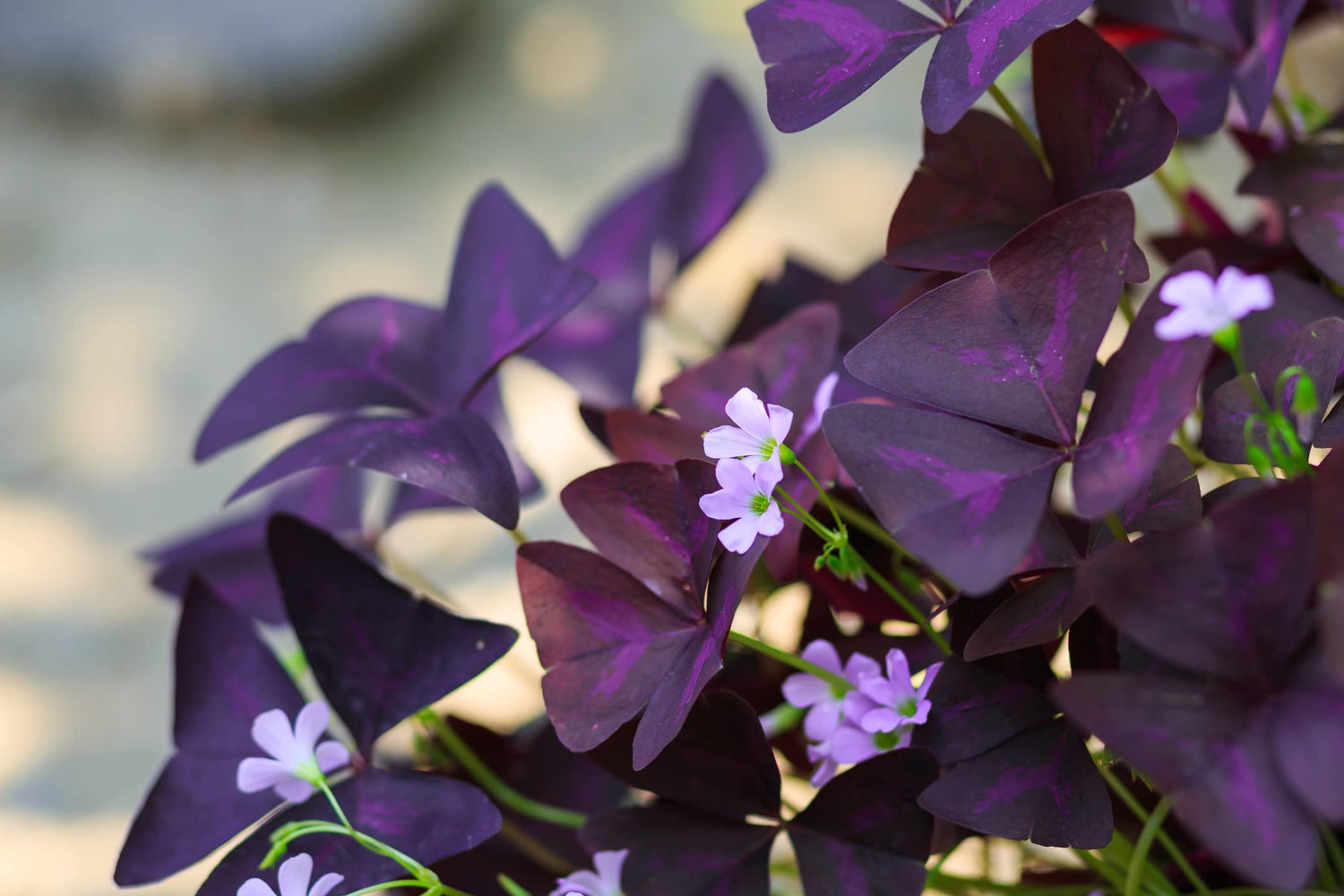 Purple Shamrock Bulbs - 5 Bulbs to Plant - Good Luck Plant - Fast Growing Year Round Color Indoors or Outdoors - Oxalis Triangularis - Ships from Iowa, Made in USA