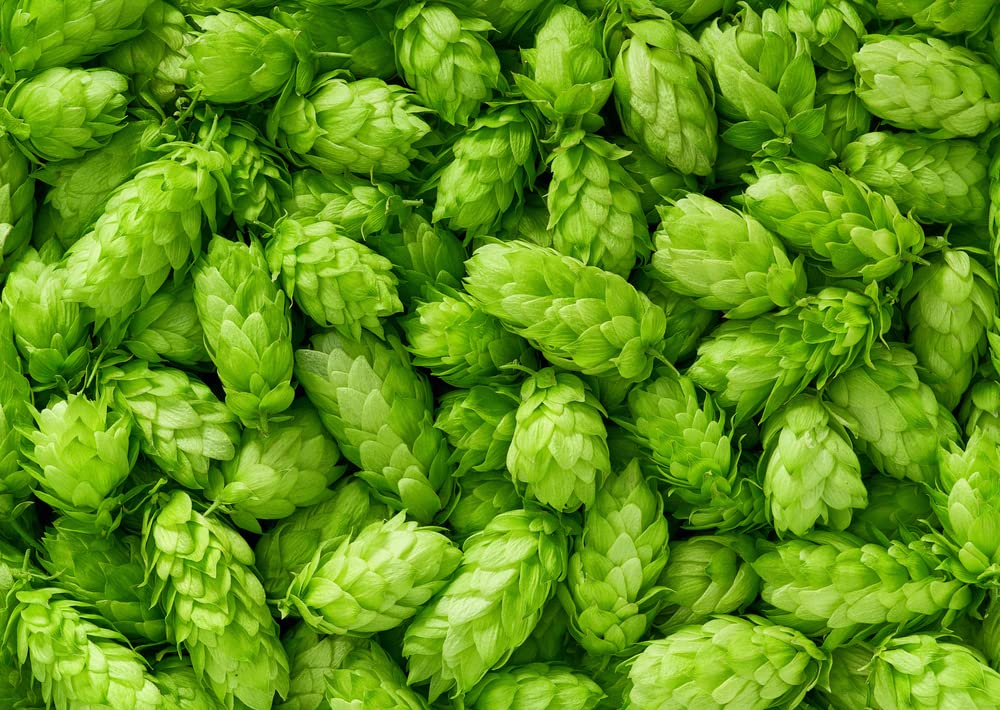 Common Hops Seeds for Planting - 30 Seeds - Beer Hops, Humulus lupulus -Ships from Iowa, USA
