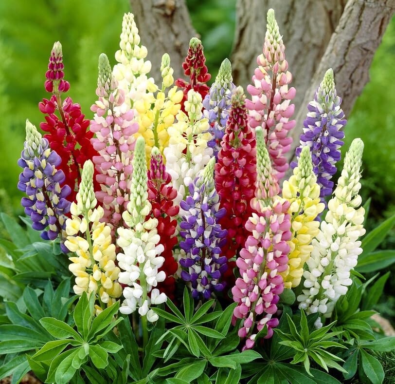 Mixed Color Giant Lupine Seeds - Exotic Flowers - 200+ Seeds of Mix Lupine Wildflowers, Easy to Grow