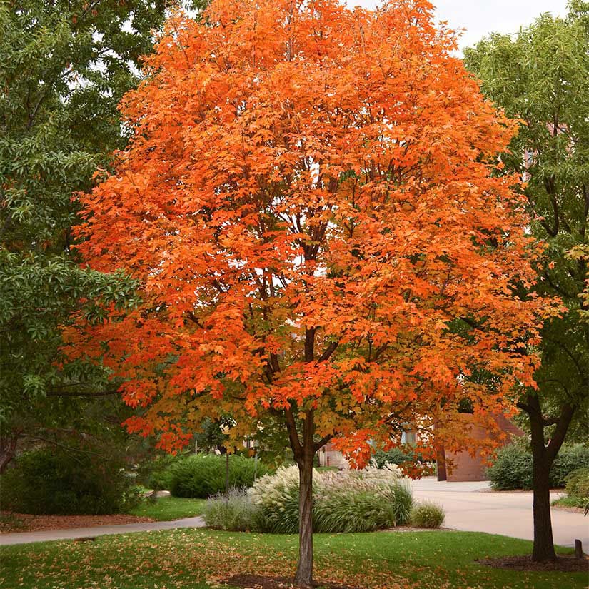 Sugar Maple Tree Seedlings for Planting | Live Tree Seedlings - No Ship to California